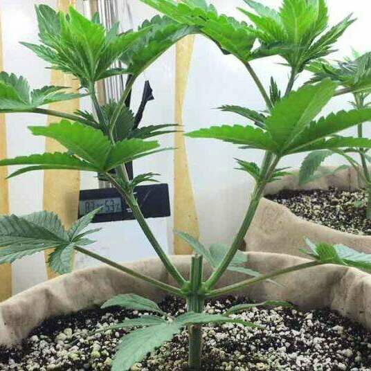 Prior to Supercropping for "manifold" training