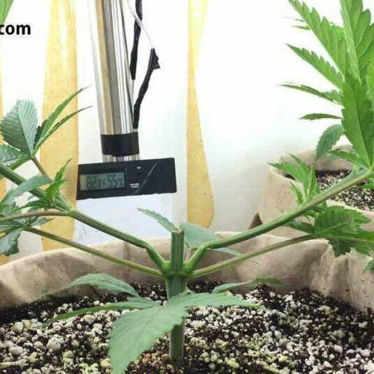 The two branches are supercropped to create the base of the "Manifold"