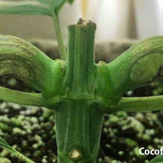 2 Weeks later Knuckles are forming which provide increased structural support