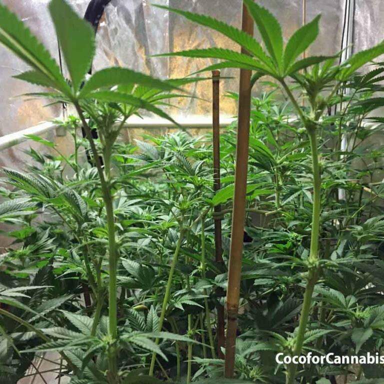 Step 1: Select sites to supercrop colas and preset soft-ties